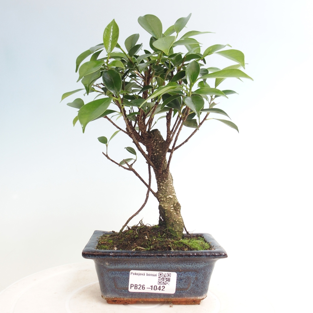 Pokój bonsai Ficus retusa kimmen
