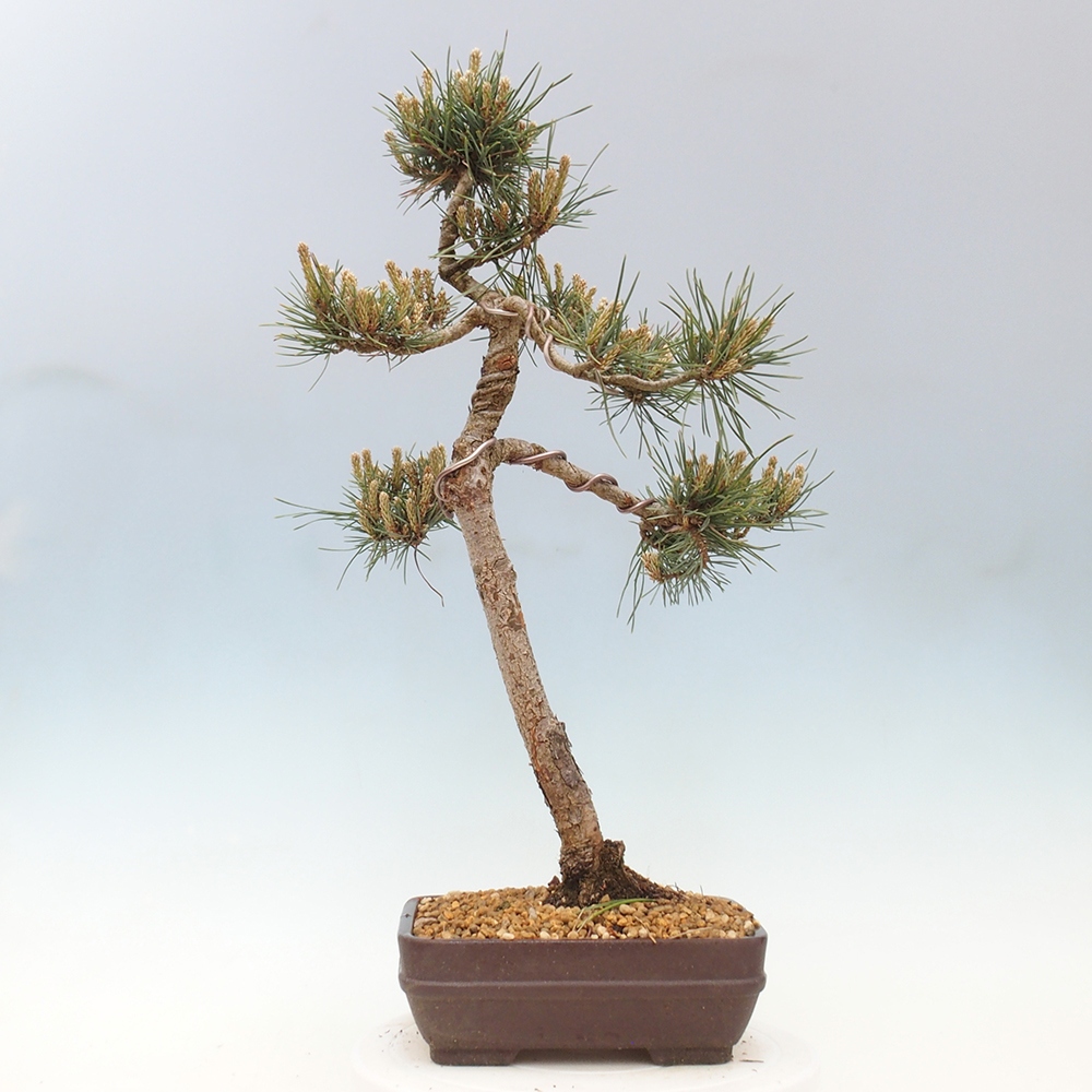 Outdoor bonsai - Pinus Sylvestris - sosna zwyczajna