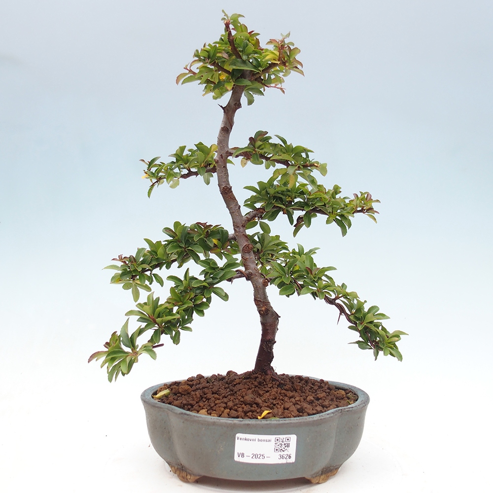 Outdoor Bonsai-Pyracanta Teton-Piekarnia