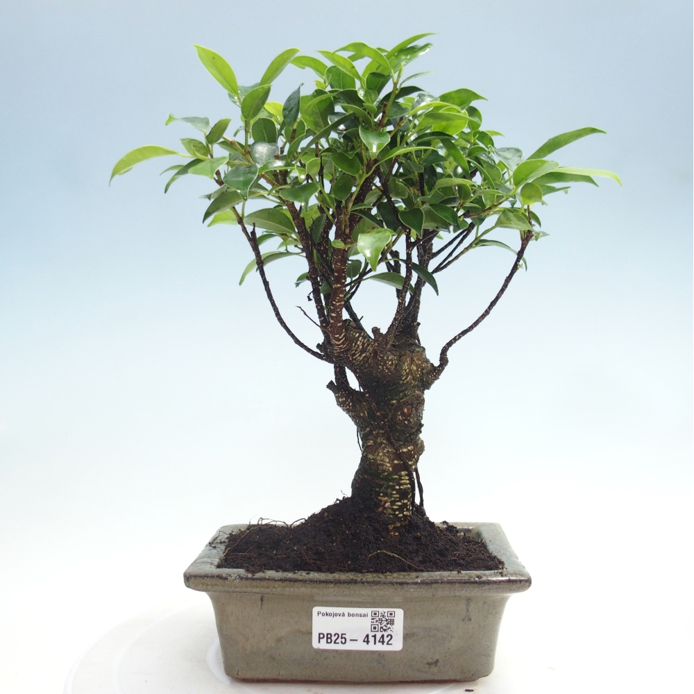 Bonsai wewnętrzne - Ficus retusa - figowiec drobnolistny