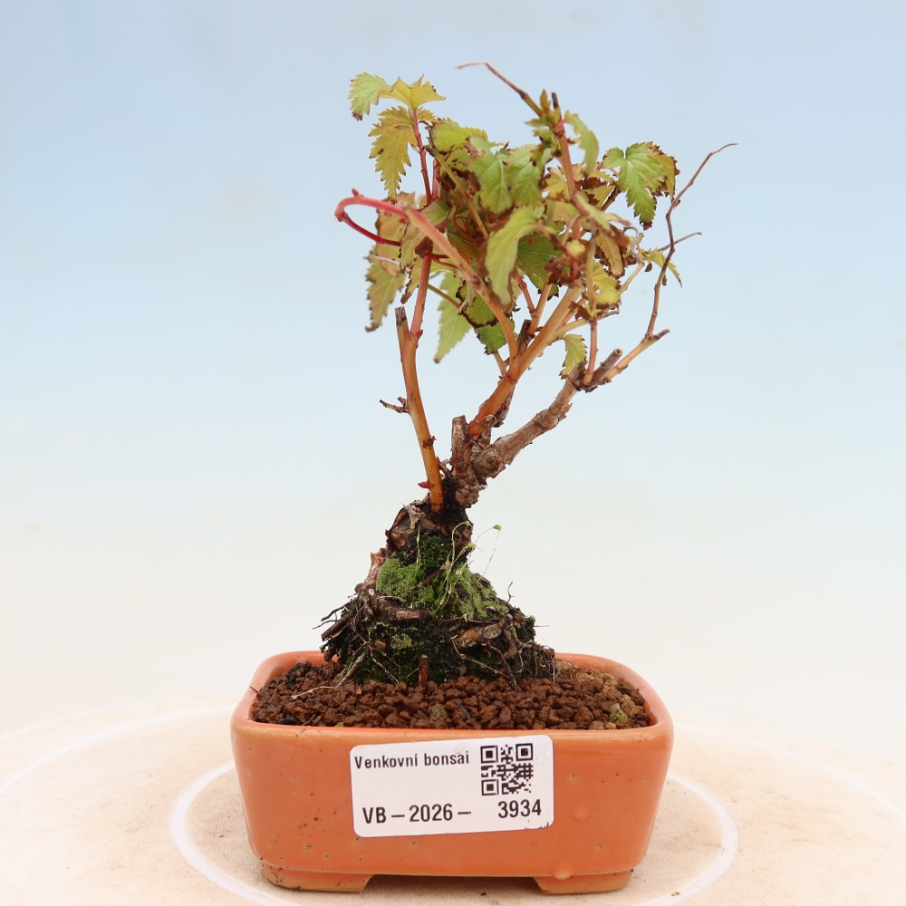 Bonsai ogrodowe – Stephanandra incisa – korona pochyła