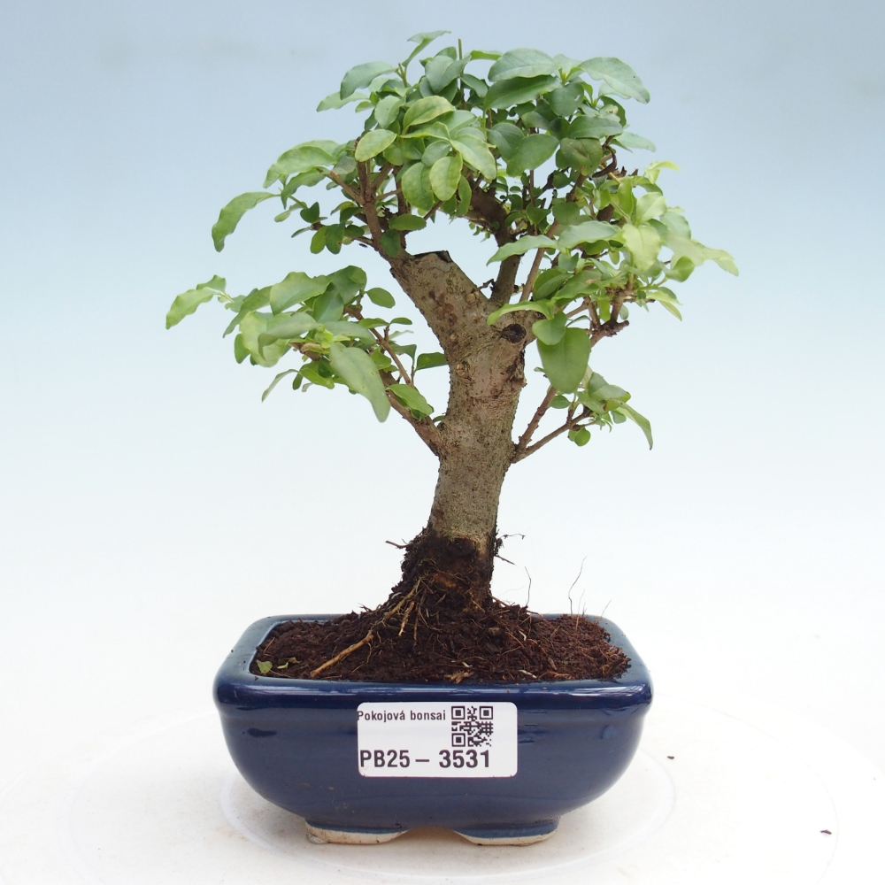 Pokój bonsai - Ligustrum chinensis - Dziób ptaka
