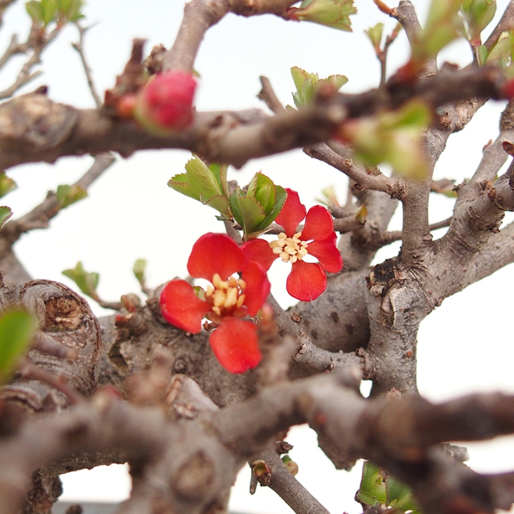 Bonsai zewnętrzne - Chaneomeles speciosa - Pigwa