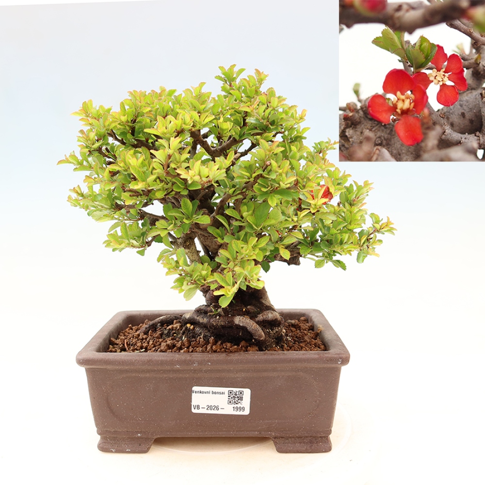Bonsai zewnętrzne - Chaneomeles speciosa Chojubai