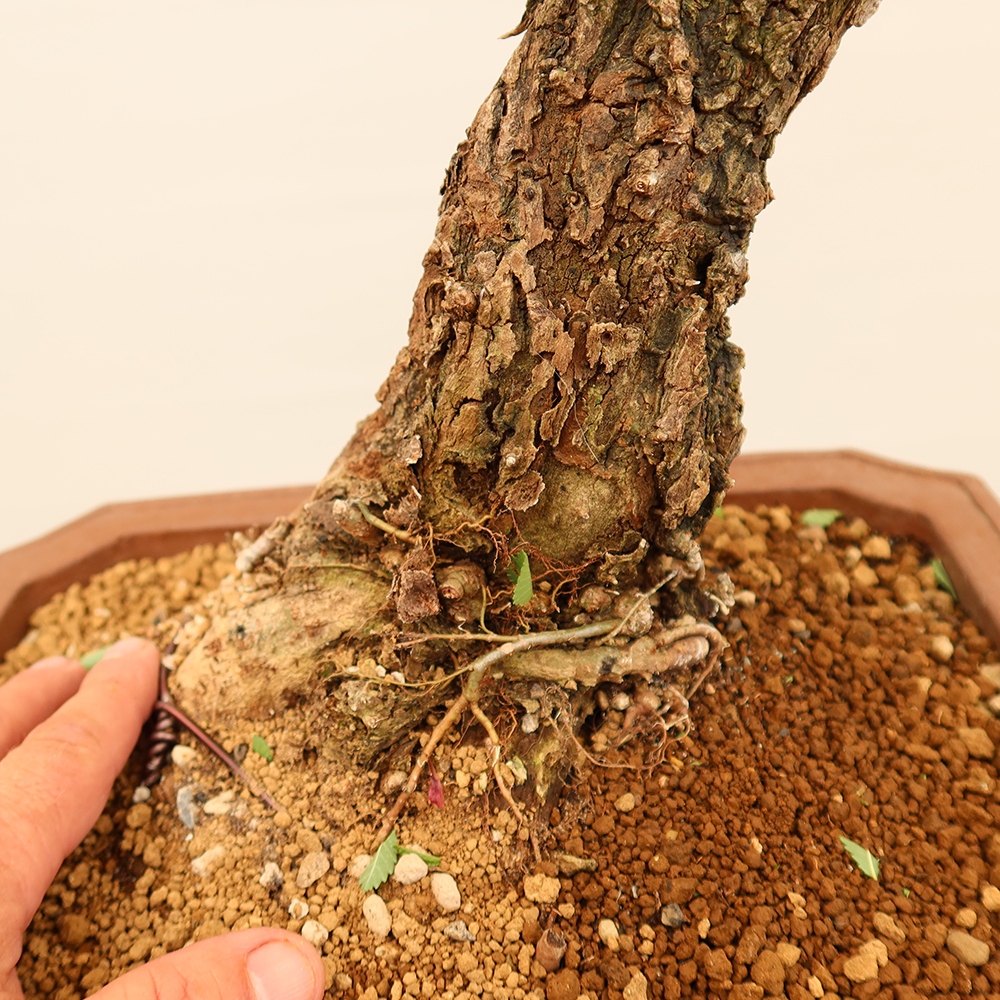 Bonsai na świeżym powietrzu - Zelkova - Zelkova NIRE