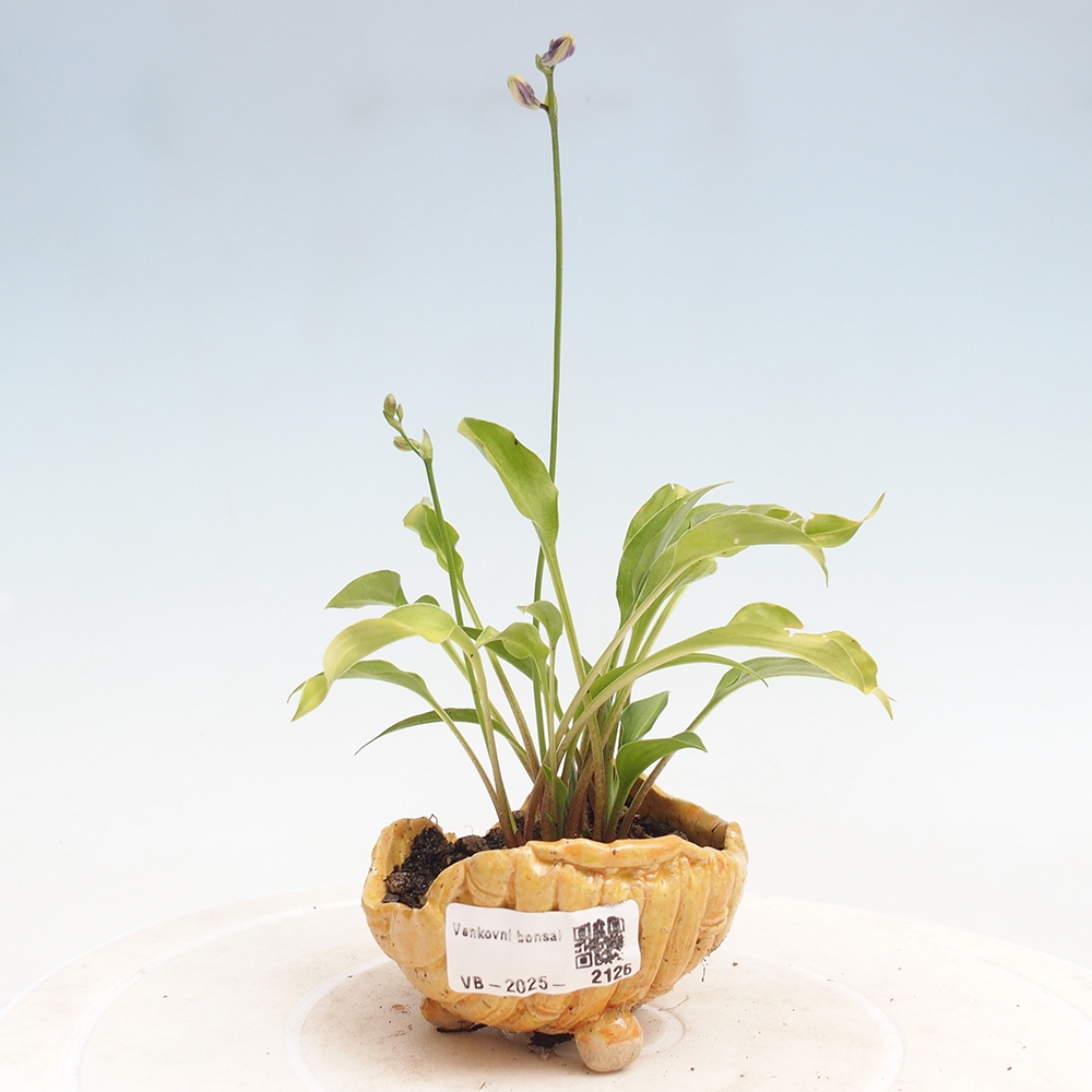Outdoor bonsai - Mini Hosta - Bogini