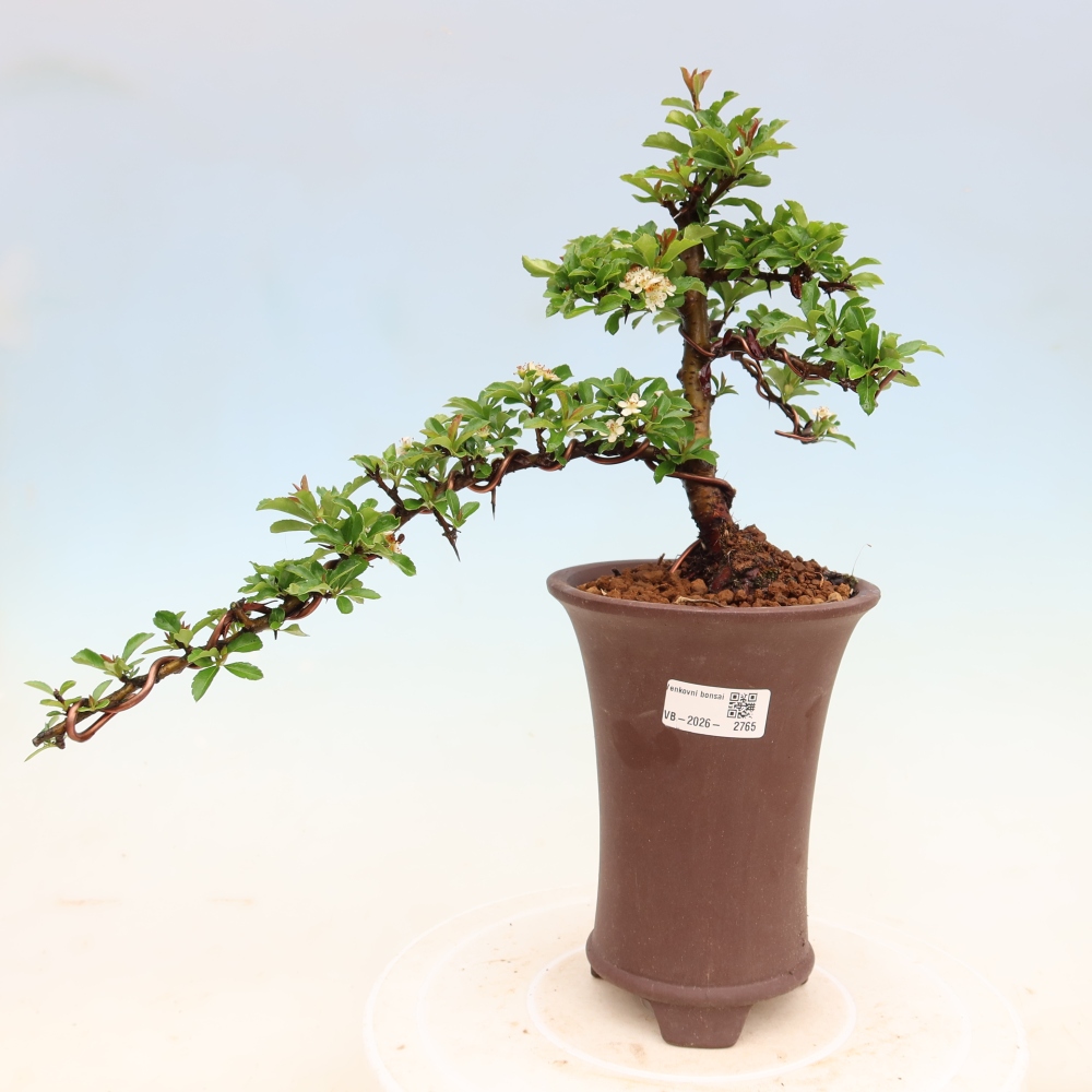 Bonsai ogrodowe – Pyracantha teton – ognik szkarłatny