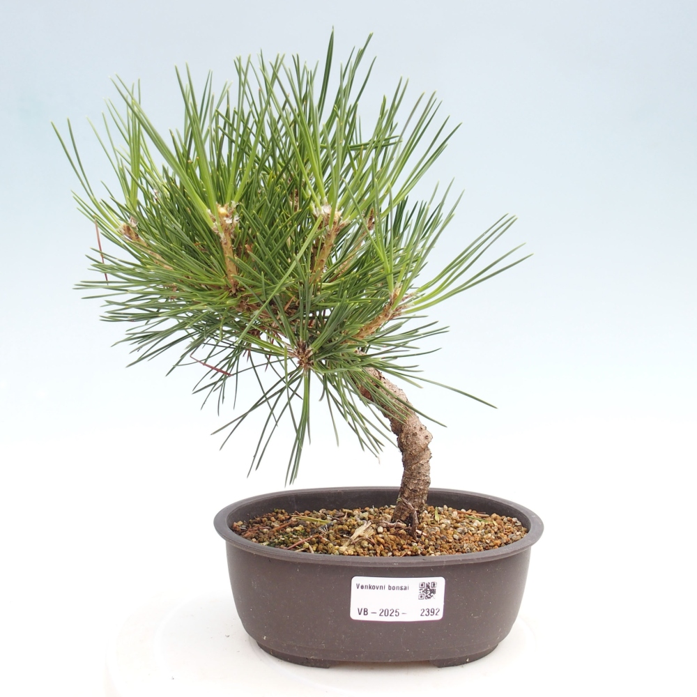 Bonsai ogrodowe - Pinus thunbergii - Sosna Thunbergia
