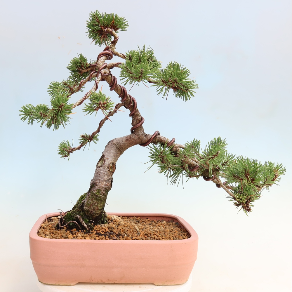 Bonsai ogrodowe – Pinus mugo Humpy – sosna karłowata