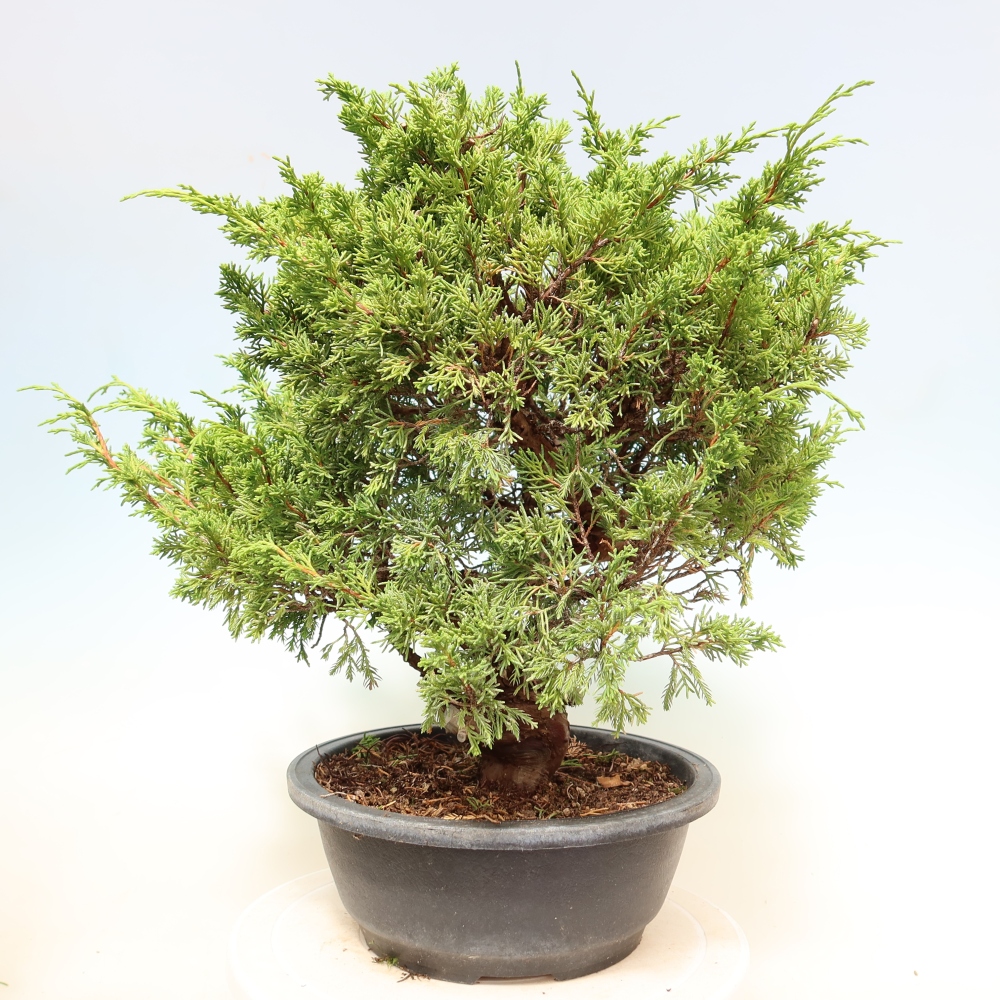 Bonsai ogrodowe – Juniperus chinensis Itoigawa – jałowiec chiński
