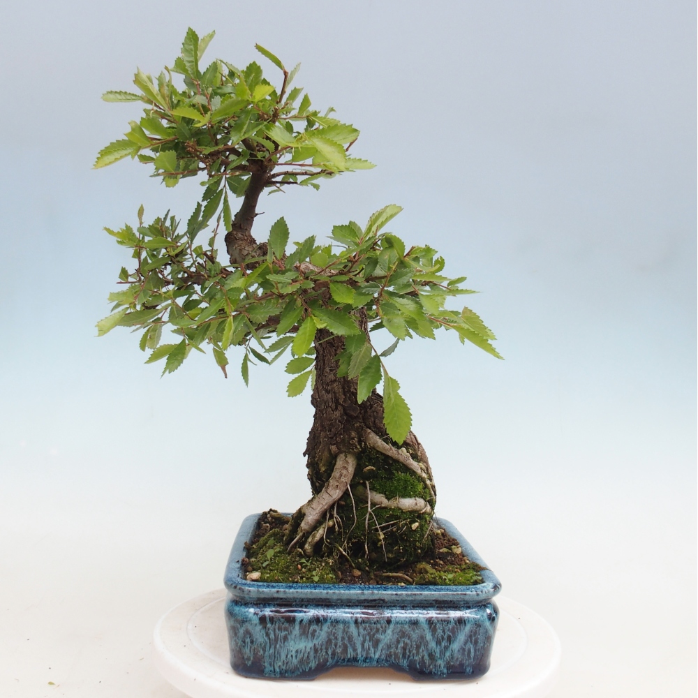 Bonsai zewnętrzne - Zelkova - Zelkova NIRE