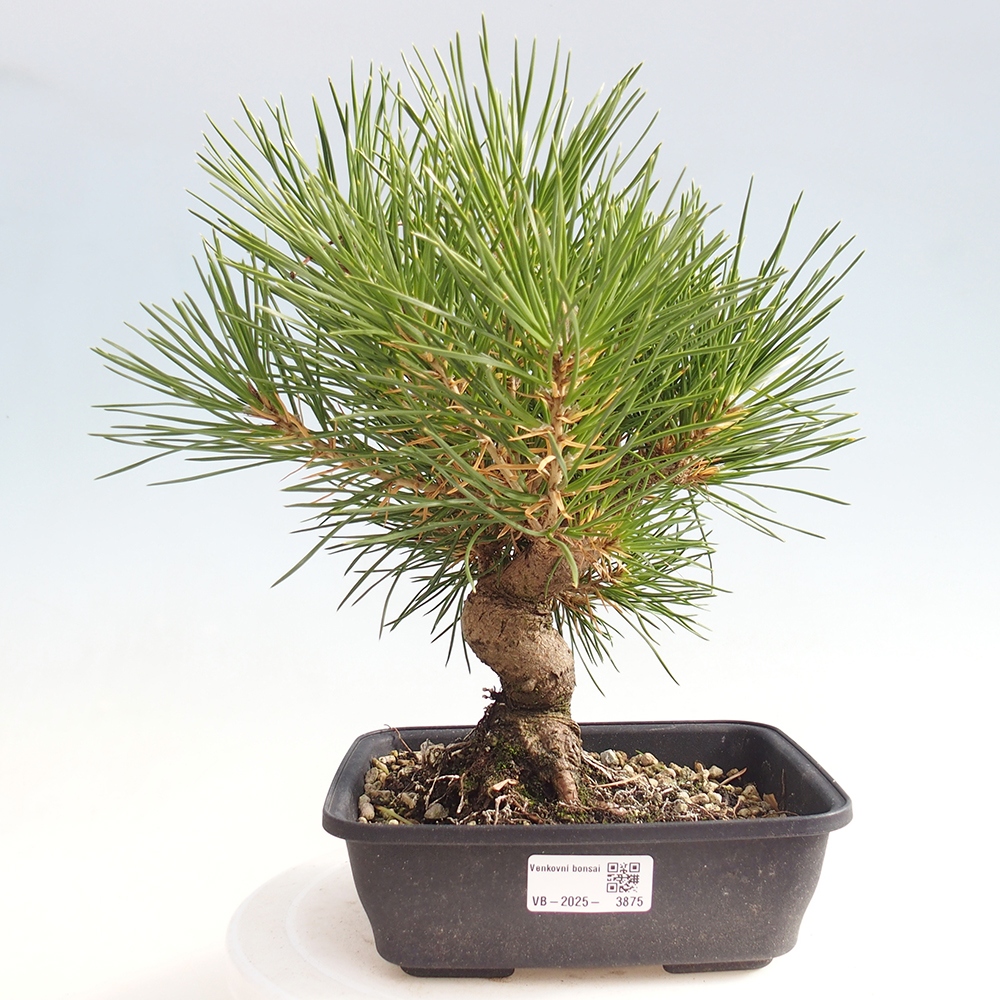 Outdoor bonsai - Pinus thunbergii - sosna Thunberga