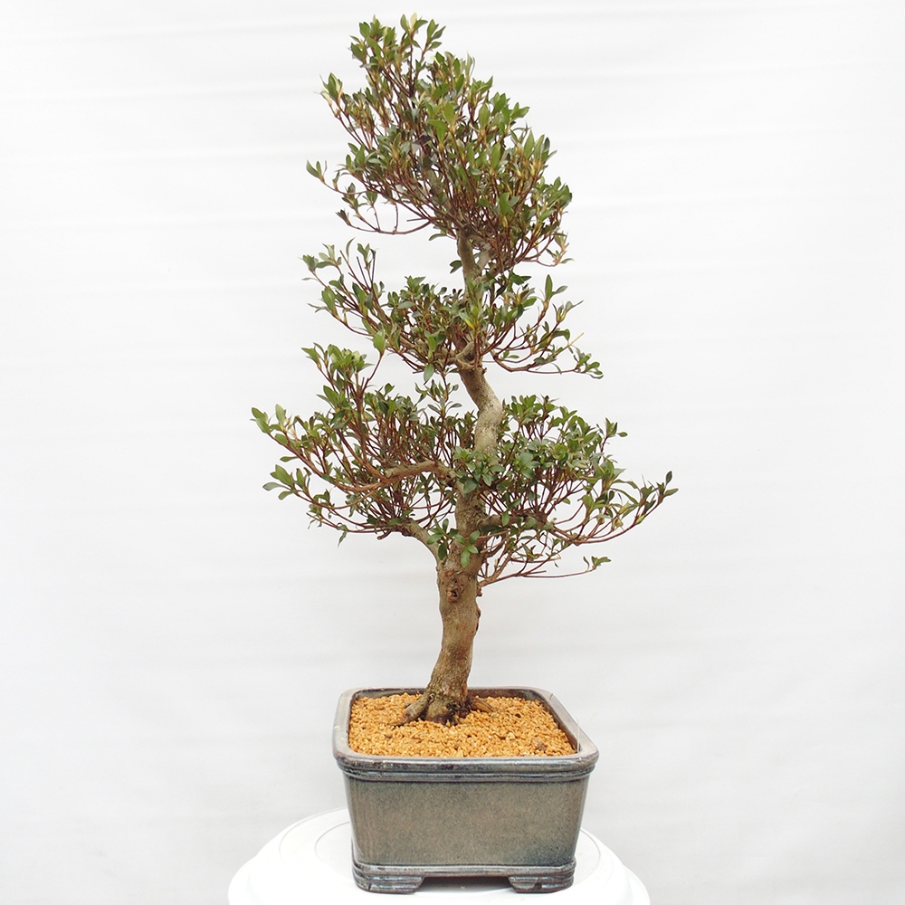 Bonsai zewnętrzne - Azalia japońska - Azalia Saishun