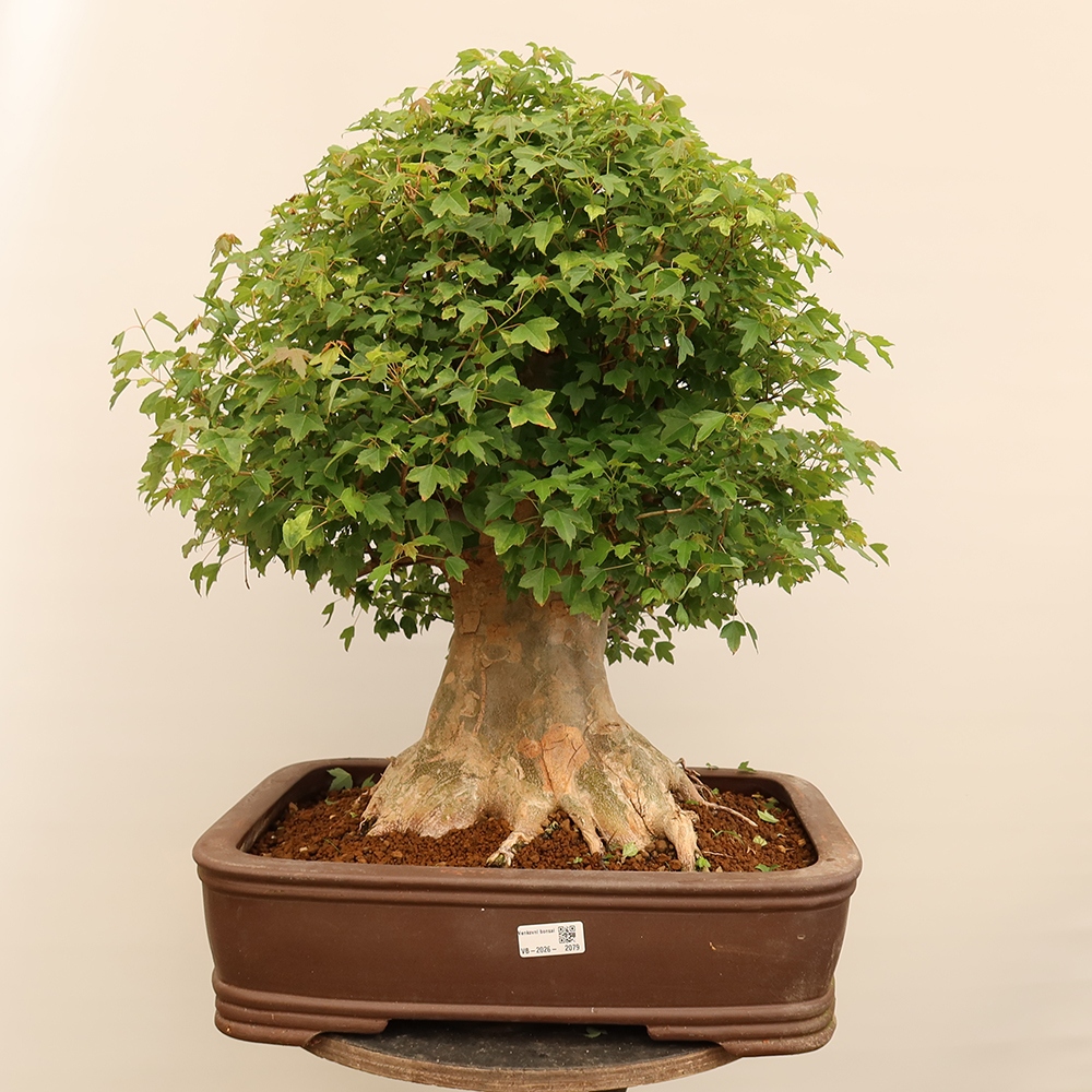 Outdoor bonsai - Klon burgeryjski - Acer burgerianum