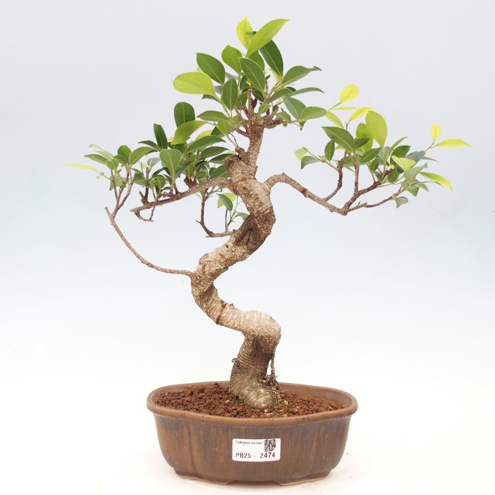 Kryty bonsai - Ficus retusa - figowiec drobnolistny