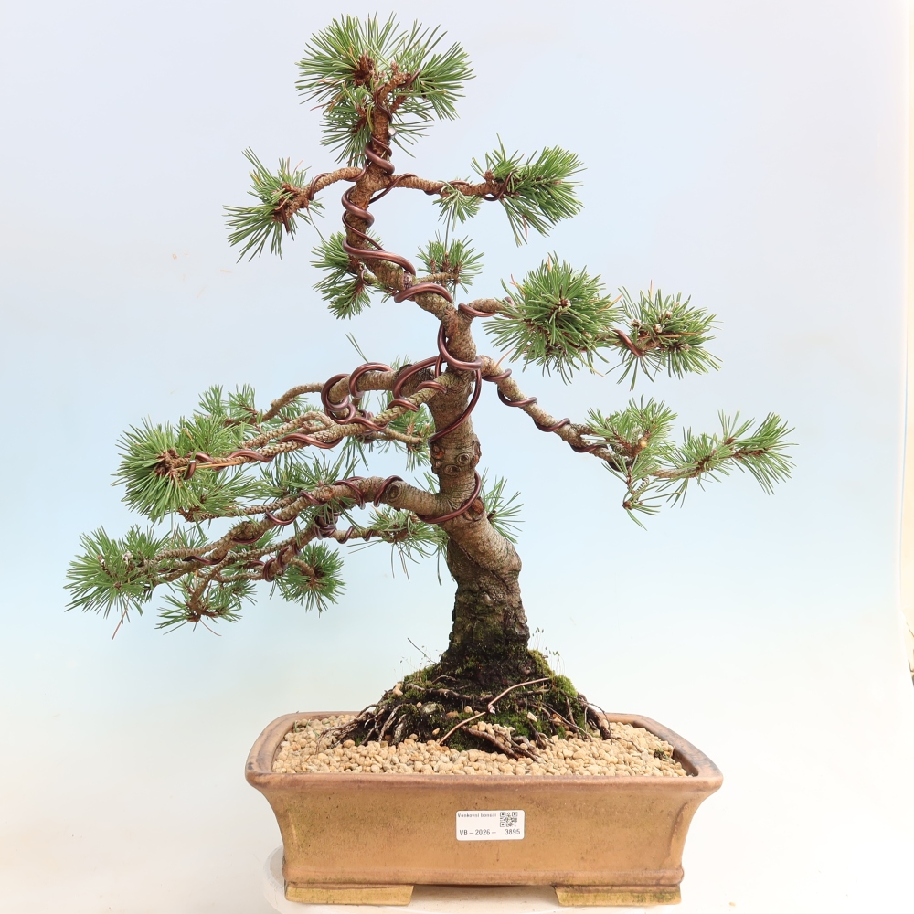 Bonsai ogrodowe – Pinus mugo Humpy – sosna karłowata