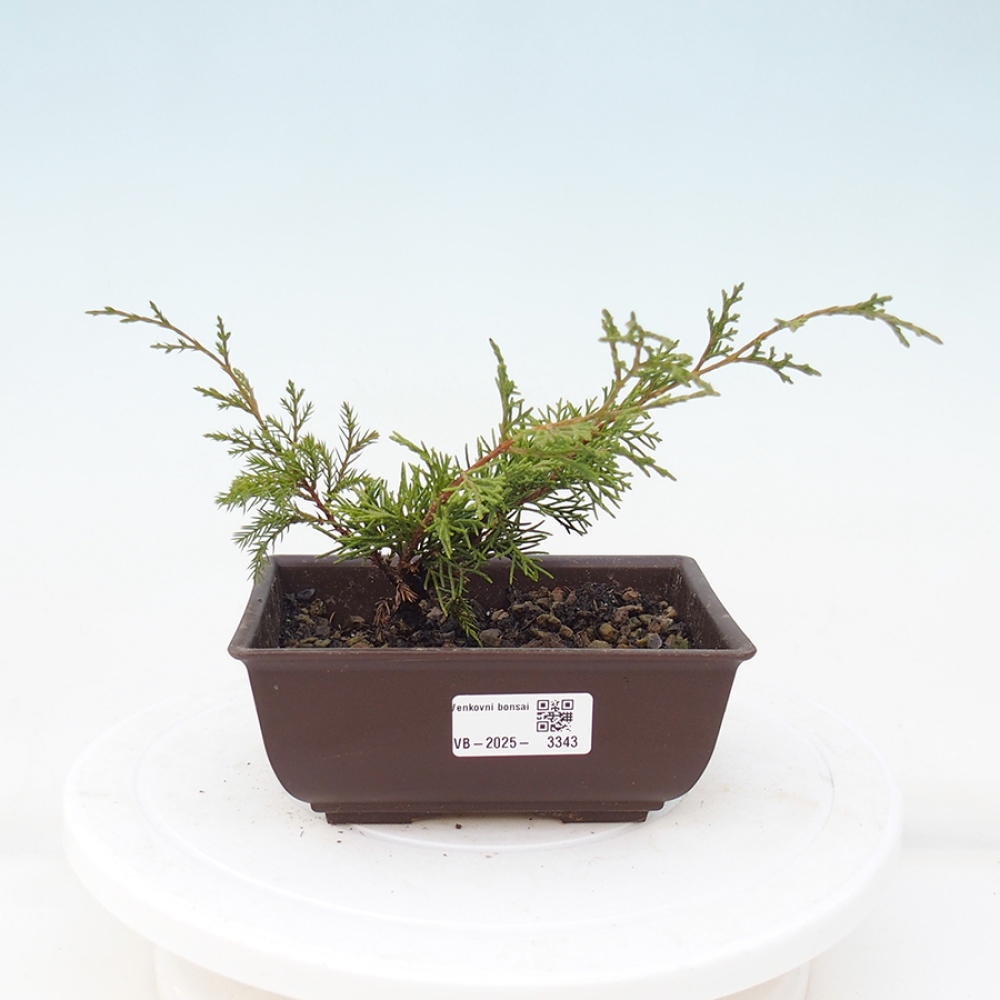 Outdoor bonsai - Juniperus chinensis Itoigawa - Jałowiec chiński