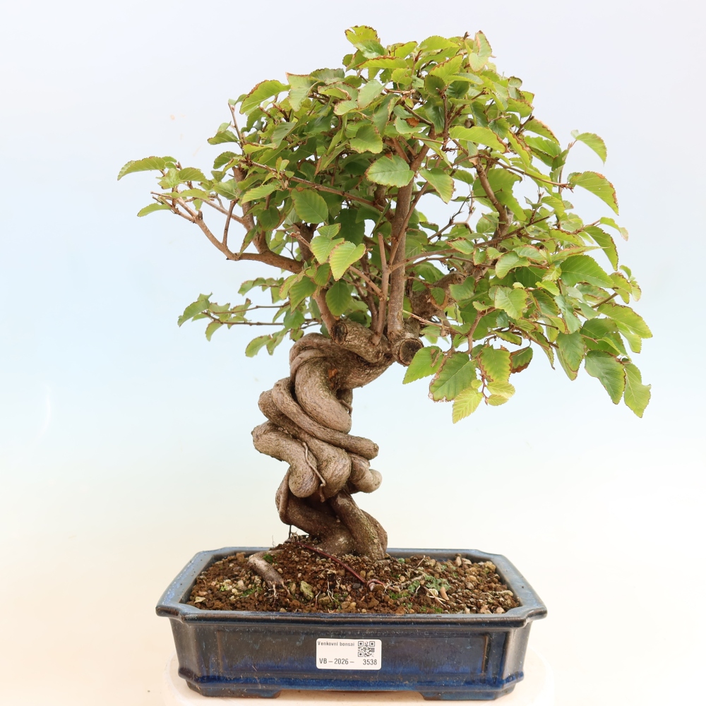 Outdoor bonsai - Carpinus CARPINOIDES - grab koreański
