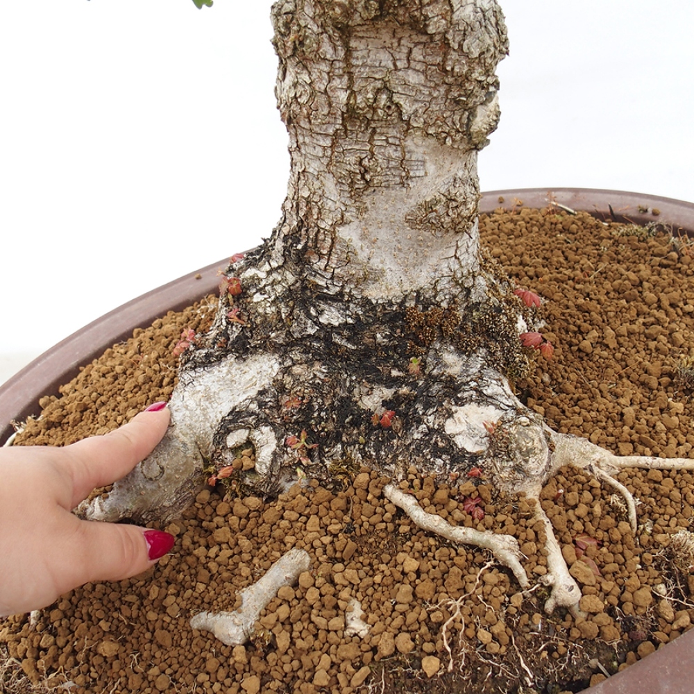 Bonsai zewnętrzne - Klon dziecięcy - Acer campestre