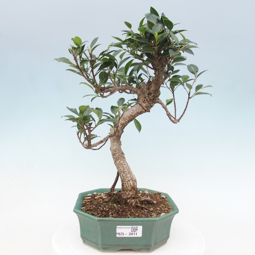 Pokój bonsai - Ficus retusa - figowiec drobnolistny