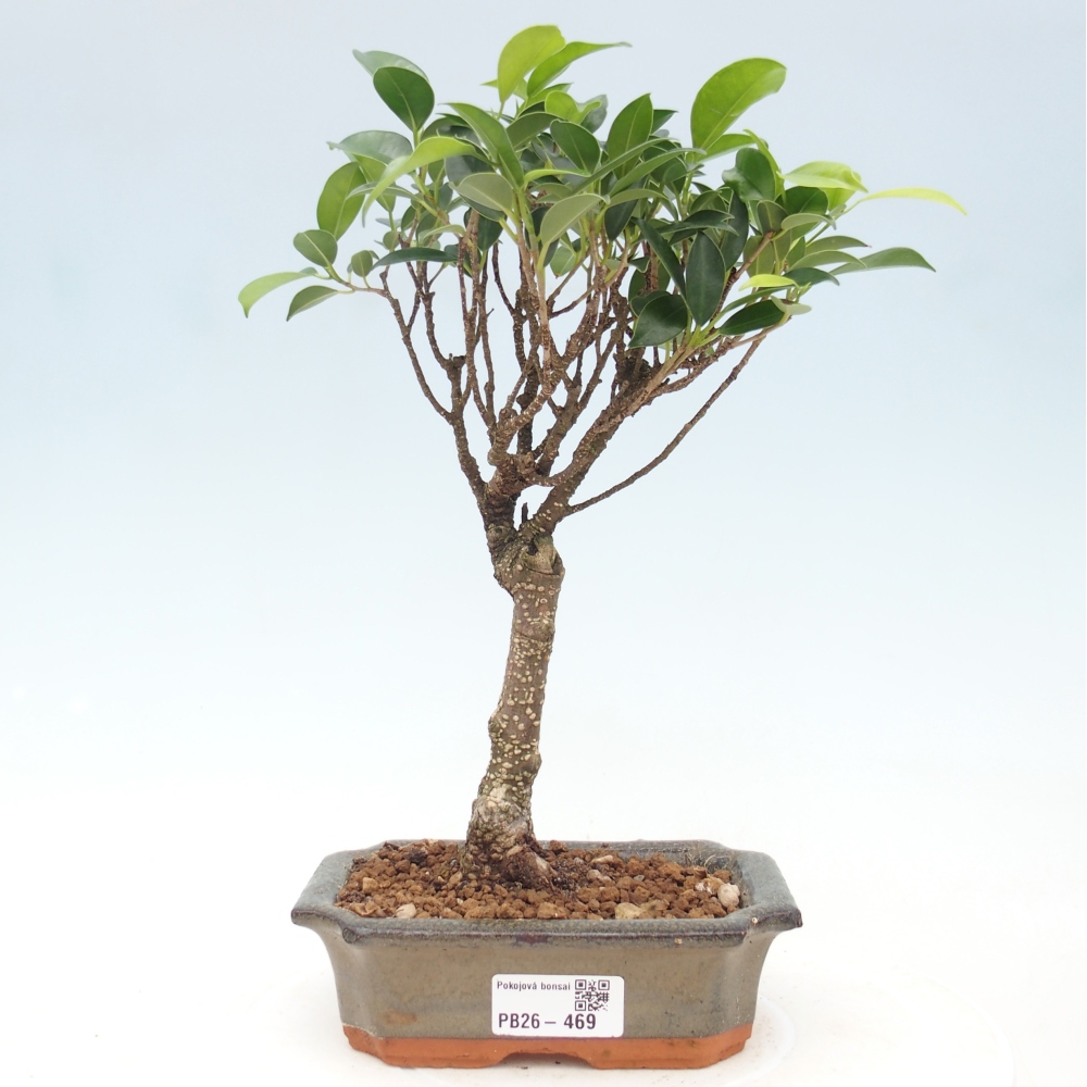 Pokój bonsai - Ficus retusa - figowiec drobnolistny