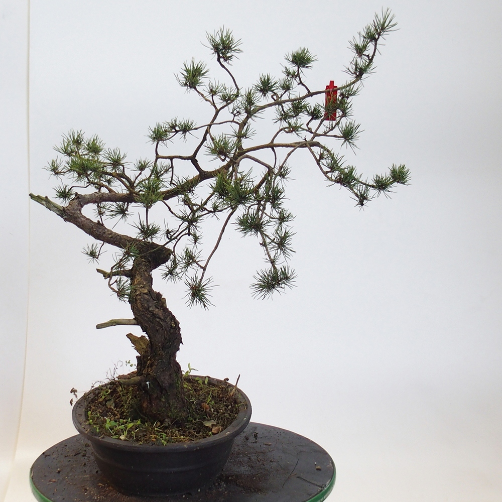 Yamadori - Pinus sylvestris Hiszpania