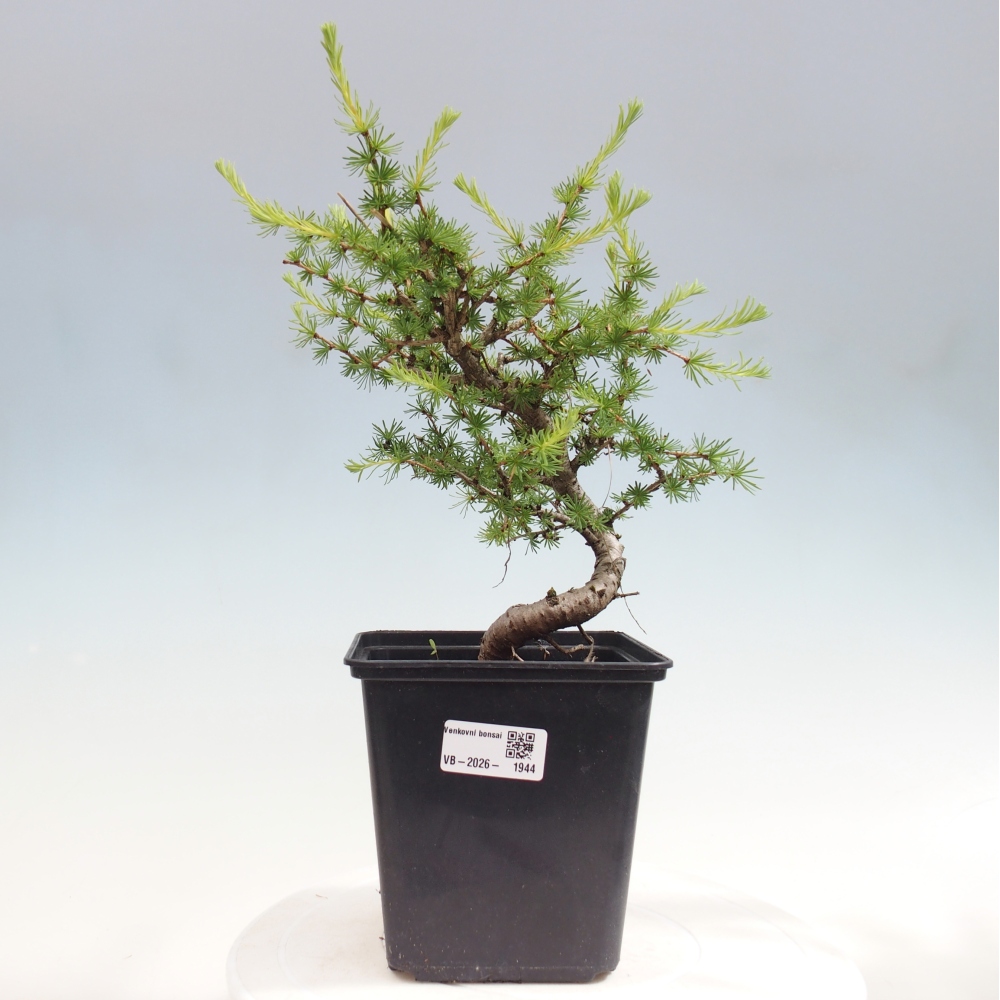 Bonsai zewnętrzne - Larix decidua - Modrzew