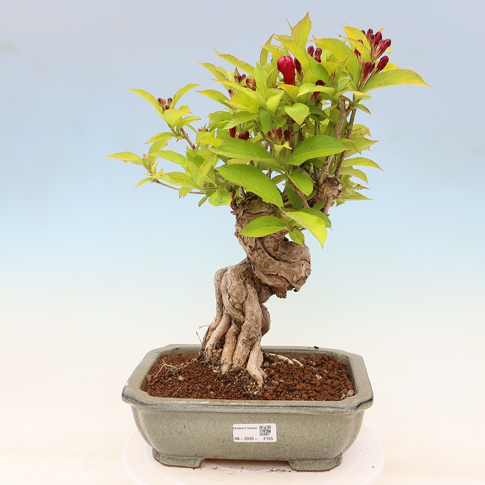 Bonsai ogrodowe – Weigela subsessilis – Weigela koreańska