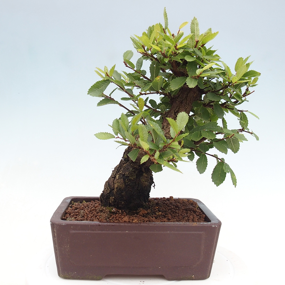 Bonsai na zewnątrz - Zelkova - Zelkova serrata