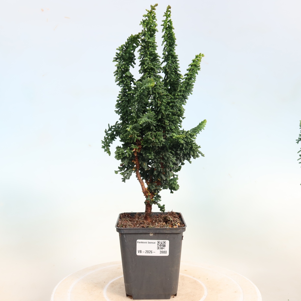 Bonsai zewnętrzne - Cham. obtusa SEKKA HINOKI - Cyprys