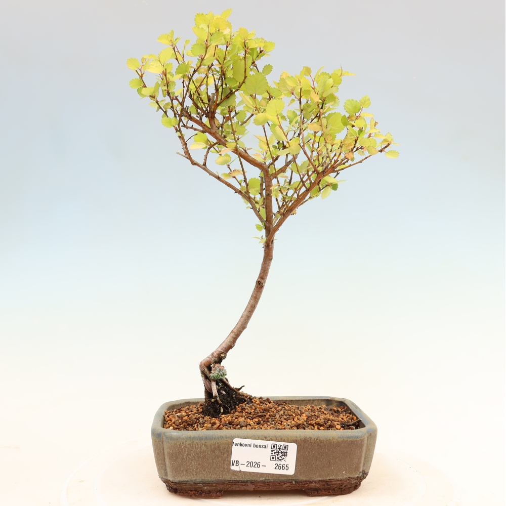 Bonsai ogrodowe – brzoza karłowata – Betula NANA Golden Treasure