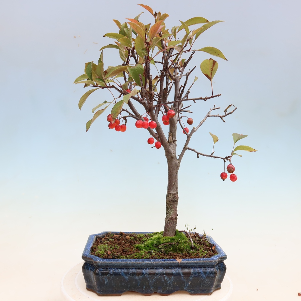 Outdoor bonsai - Malus domestica - Jabłoń czerwonolistna o małych owocach