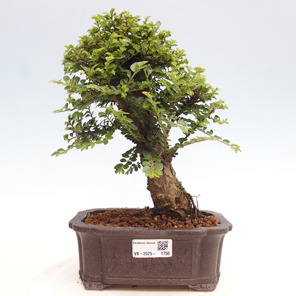 Bonsai zewnętrzne - Ulmus parvifolia Hokkaido - wiąz chiński