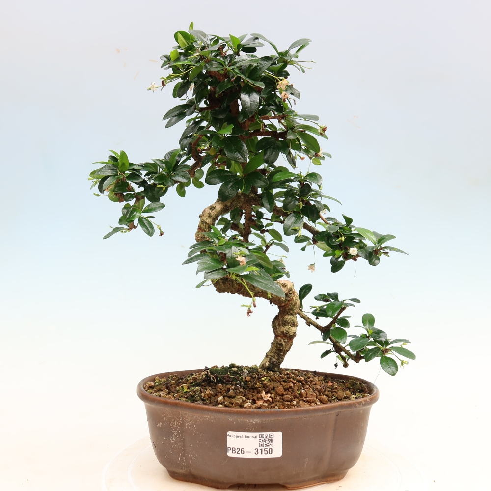 Bonsai pokojowe - Carmona macrophylla - Tea fuki