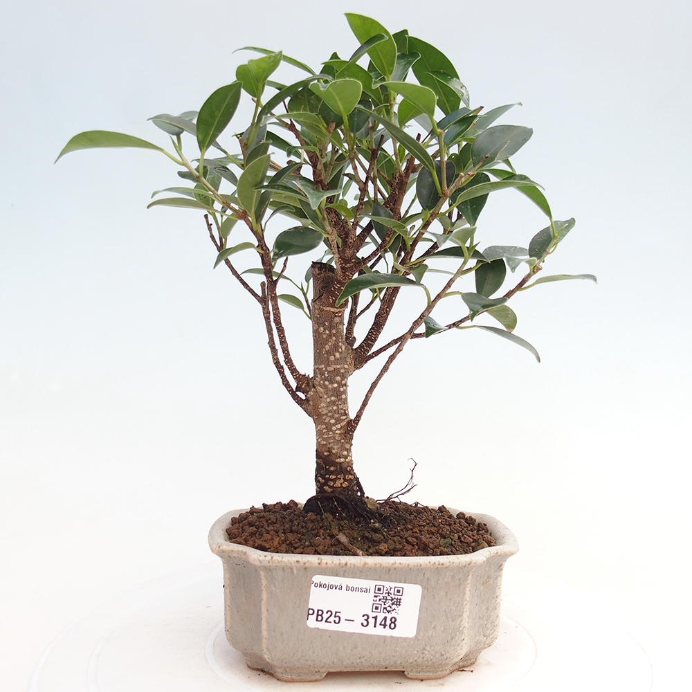 Pokój bonsai Ficus retusa kimmen