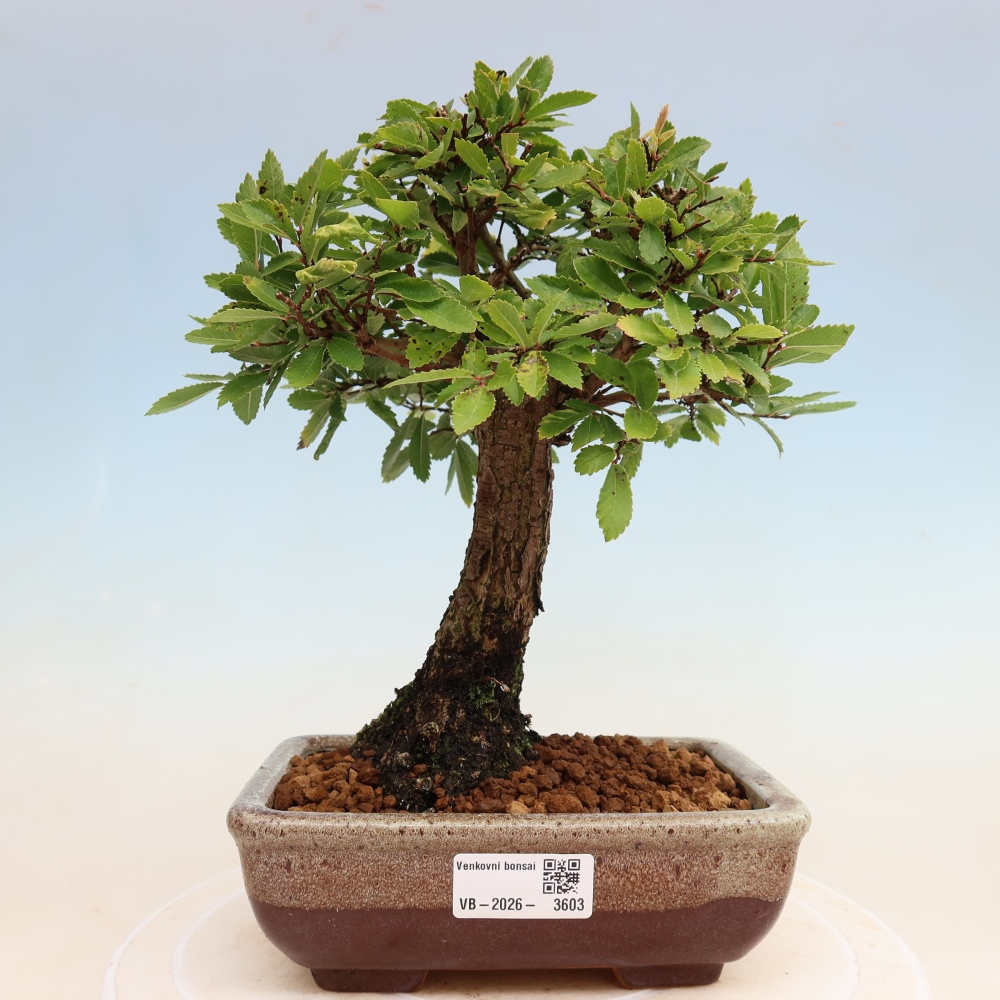 Bonsai zewnętrzne - Zelkova - Zelkova NIRE