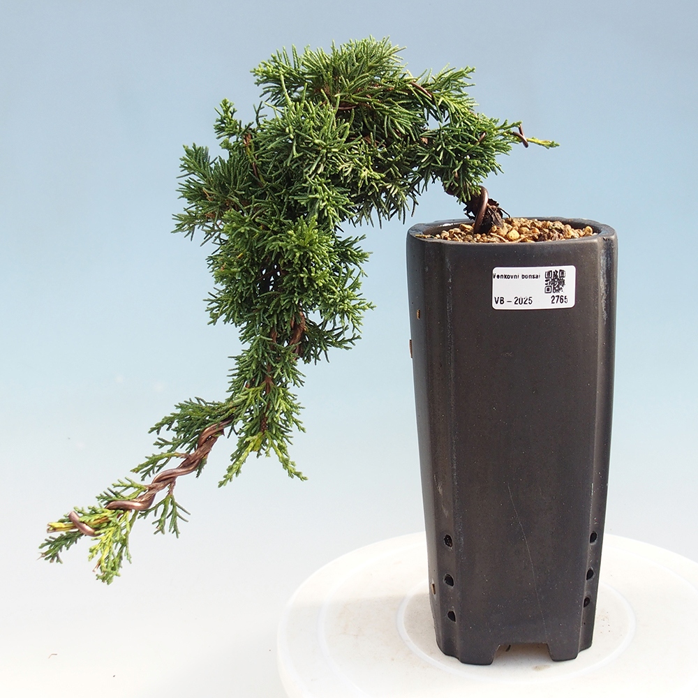 Bonsai zewnętrzne - Juniperus chinensis Kishu - Jałowiec chiński