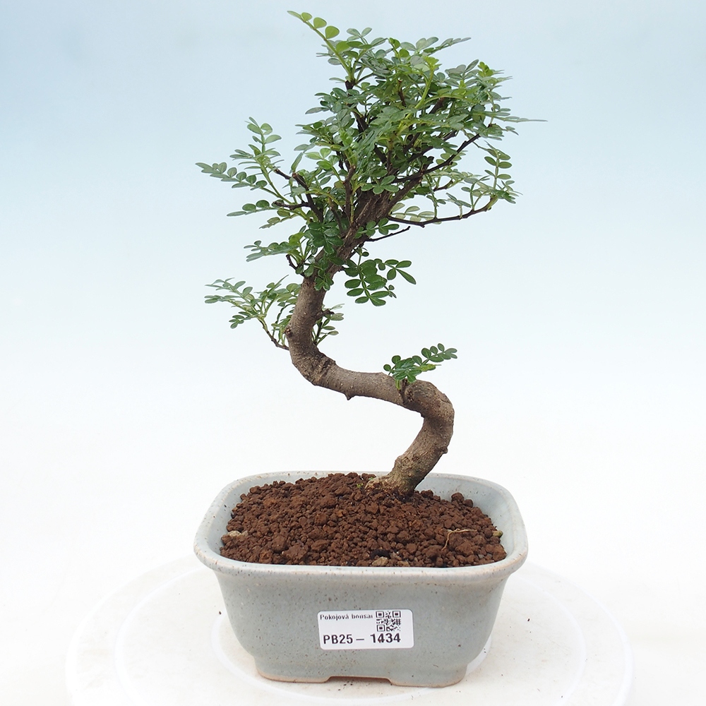 Kryty bonsai - Zantoxylum piperitum - Mięta pieprzowa