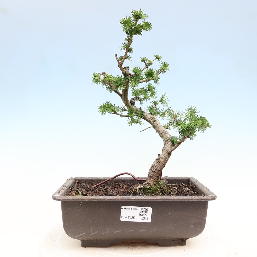 Bonsai zewnętrzne - Larix decidua - Modrzew