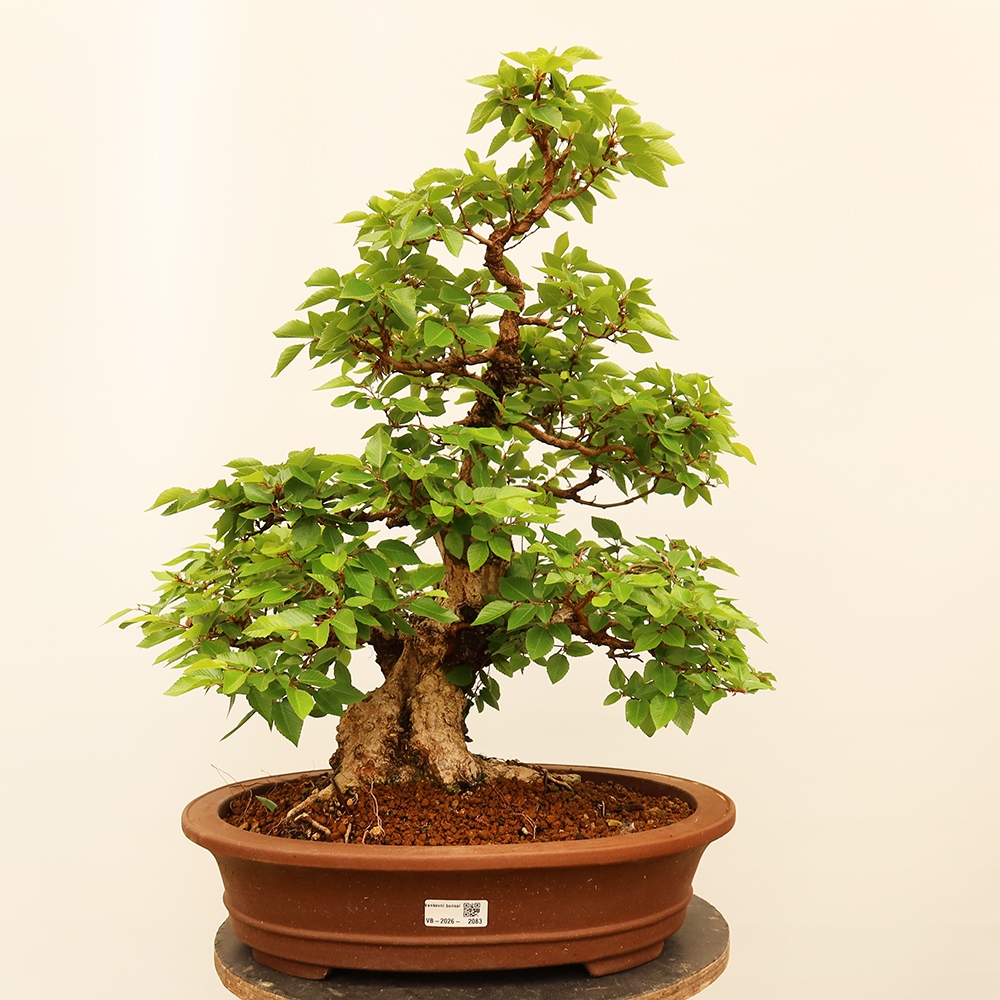 Bonsai plenerowe - Carpinus Coreana - grab koreański