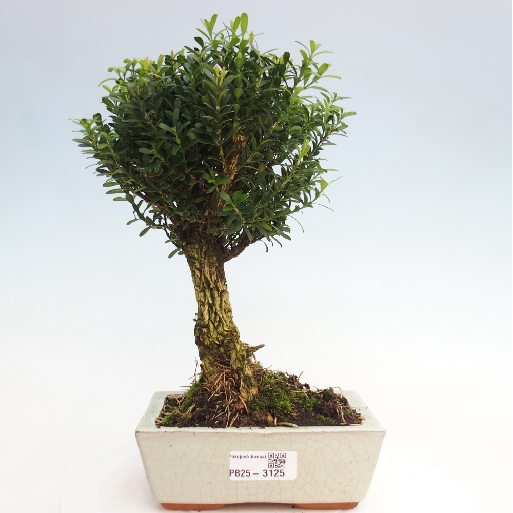 Pokój Bonsai - Buxus harlandii - Bukszpan korkowy
