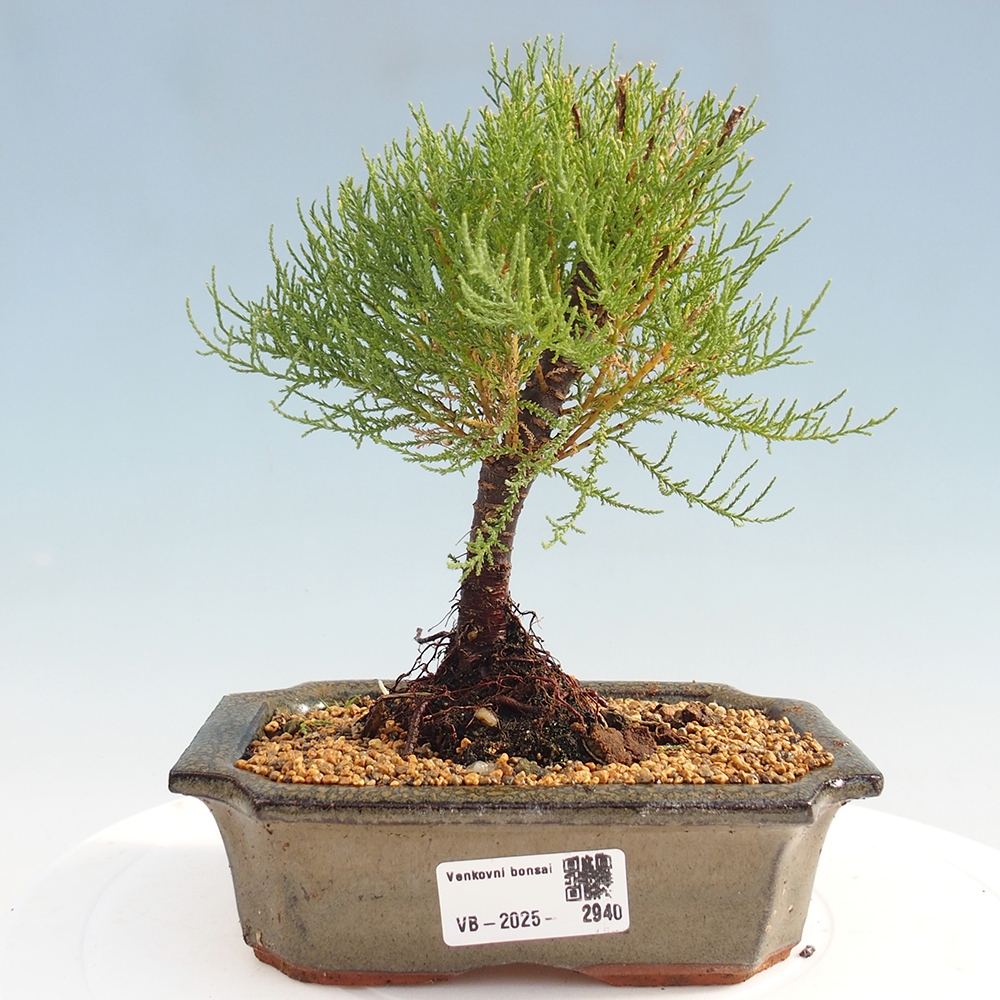 Bonsai na zewnątrz - Tamarix - Tamarix