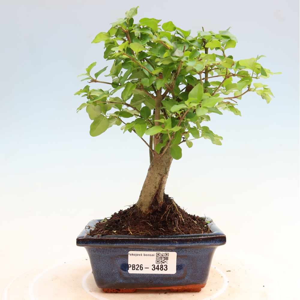 Pokój bonsai - Ligustrum chinensis - Dziób ptaka