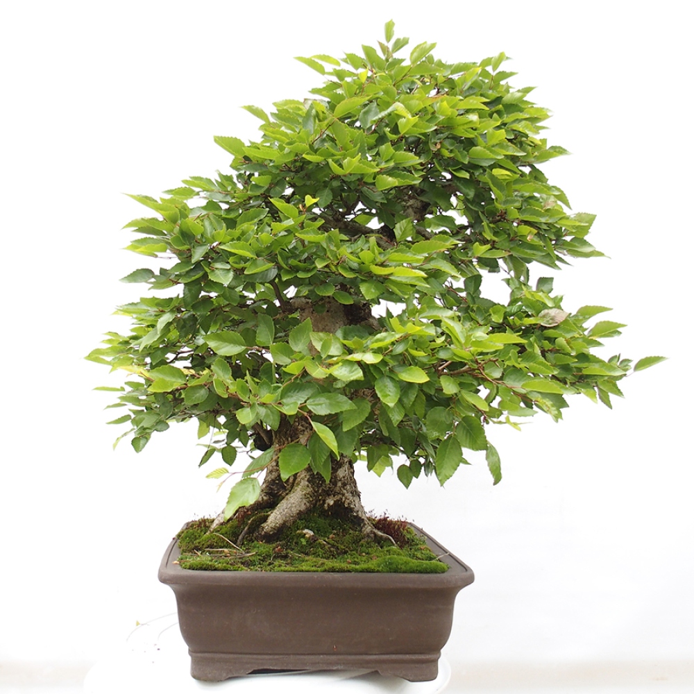Bonsai zewnętrzne -Carpinus CARPINOIDES - grab koreański