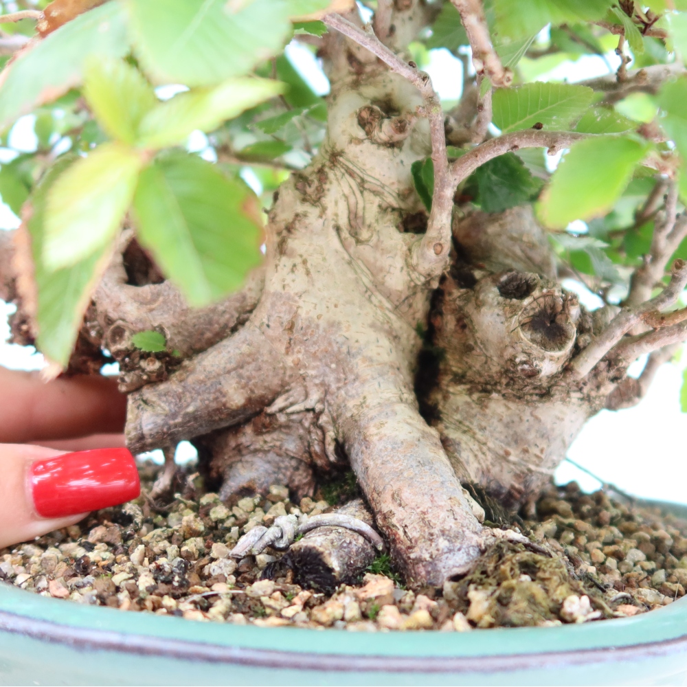 Outdoor bonsai - Carpinus coreana - grab koreański