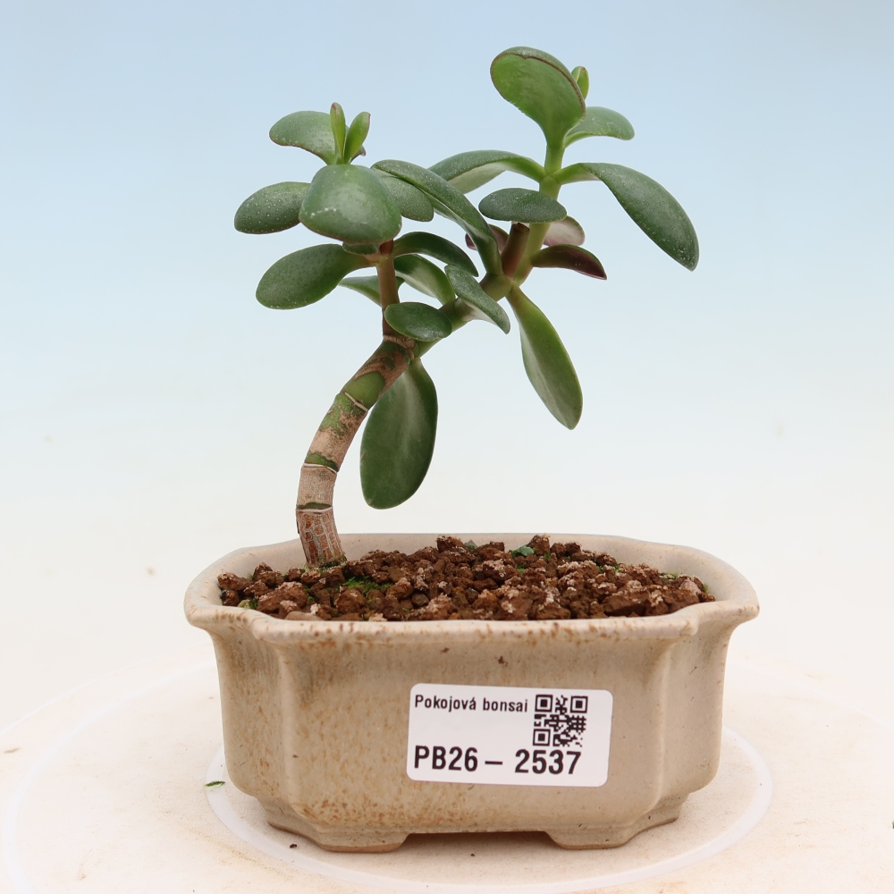 Pokój bonsai - Portulakaria Afra - Tlustice
