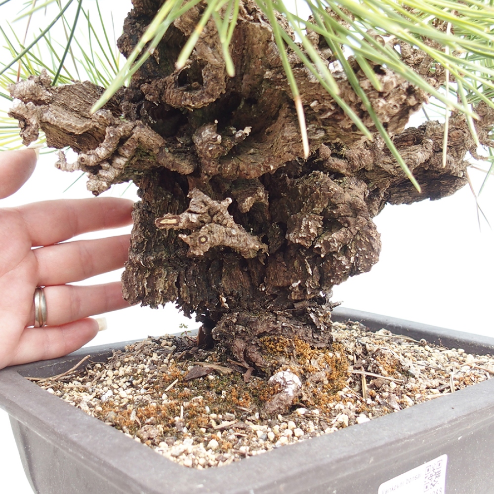 Outdoor bonsai - Pinus thunbergii - sosna Thunberga