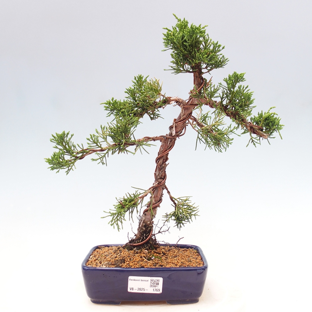 Bonsai zewnętrzne - Juniperus chinensis Kishu - Jałowiec chiński