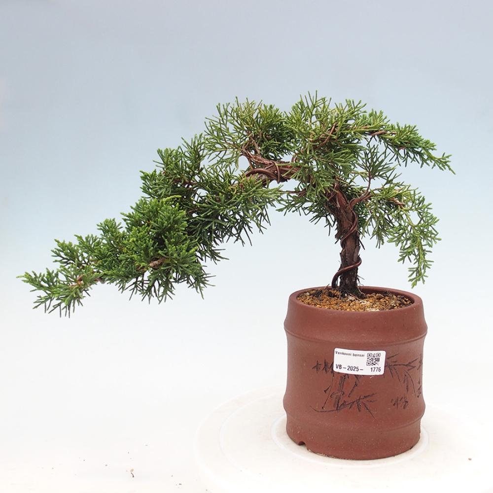 Bonsai zewnętrzne - Juniperus chinensis Kishu - Jałowiec chiński