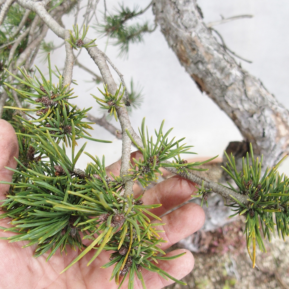 Yamadori - Pinus sylvestris 